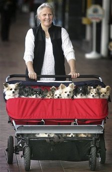 New Zealand Dog Stroller