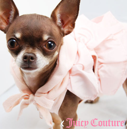 couture dog clothes